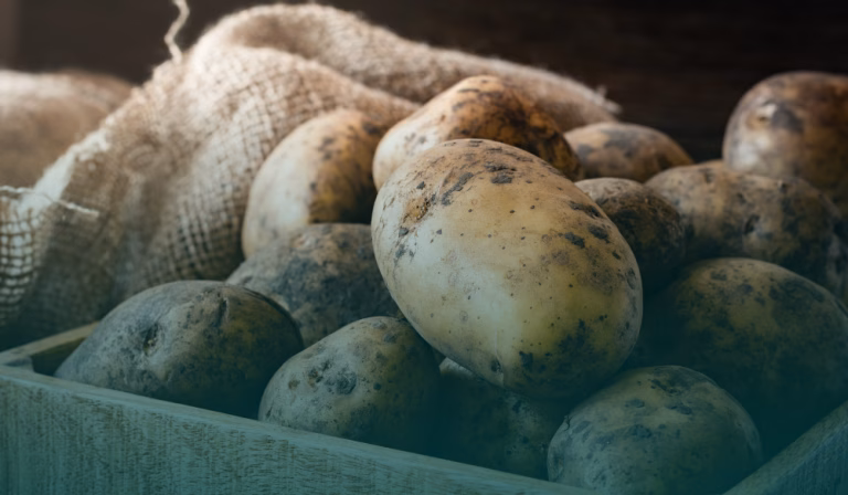 Kartoffelpreise steigen deutlich – Ernte bricht um ein Viertel ein