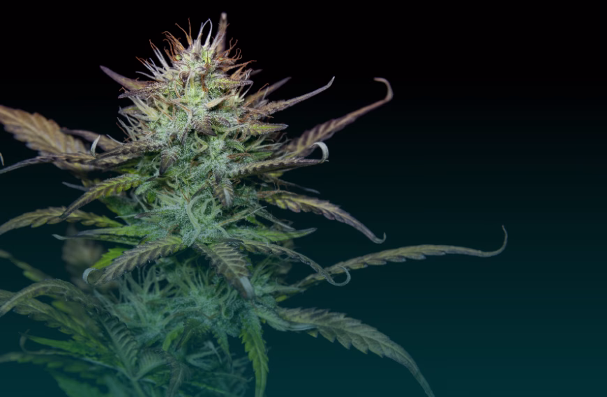 Auch hydroponische Cannabispflanzen dürfen nicht gewerblich verkauft werden