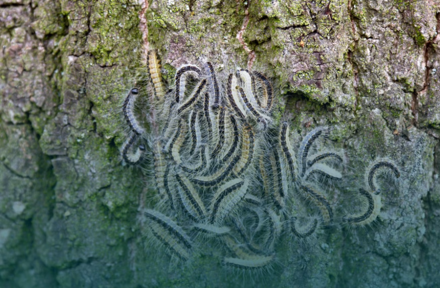 Strandbad Jungfernheide hat keinen Vorrang bei Schädlingsbekämpfung