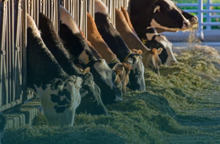 Zu wenig eigene Futterflächen: Baurechtliche Privilegierung von Tierhaltungsbetrieben begrenzt