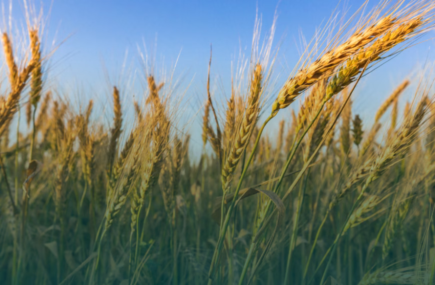 Landwirtschaftliche Erzeugerpreise fallen um 13,9 Prozent