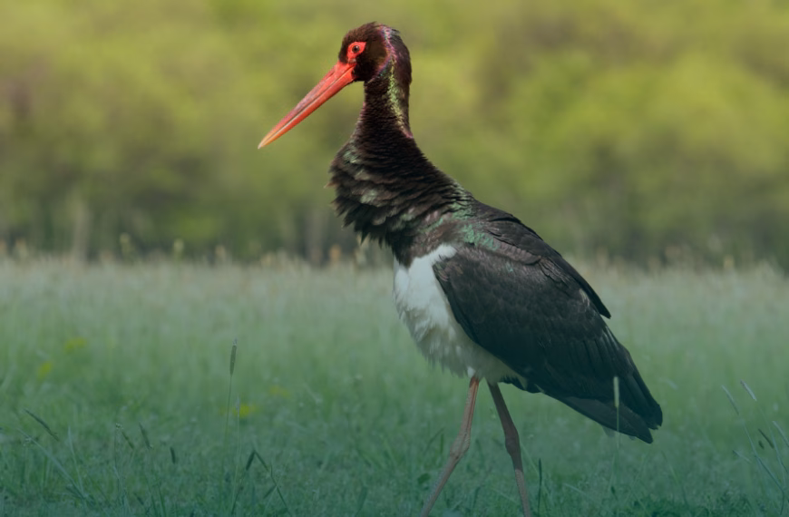Odenwald muss kein Vogelschutzgebiet für Schwarzstorch werden