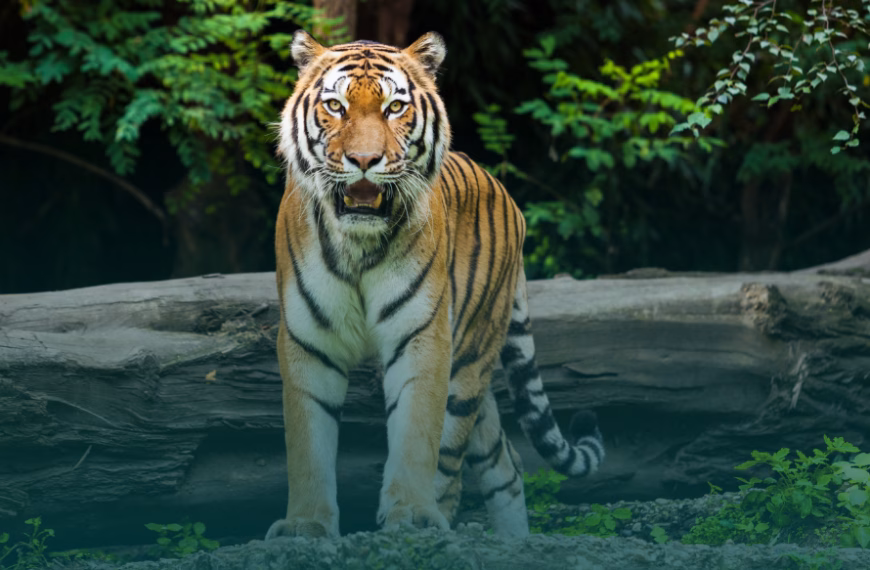 Tigerangriff in Dölzig: 72-Jähriger im Krankenhaus gestorben