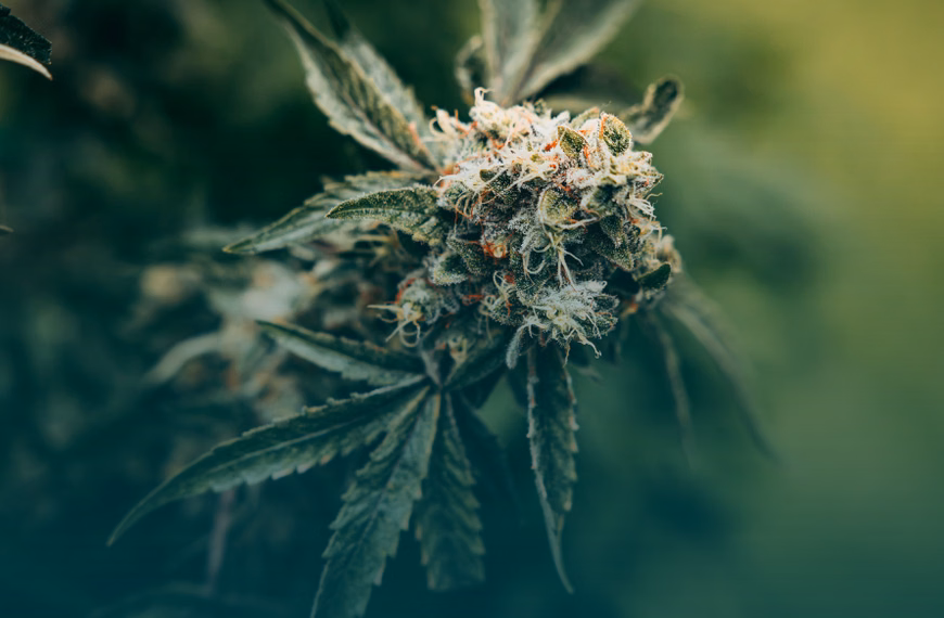 Nach Gesetzesänderung: Kein GKV-Anspruch mehr auf Cannabisblüten