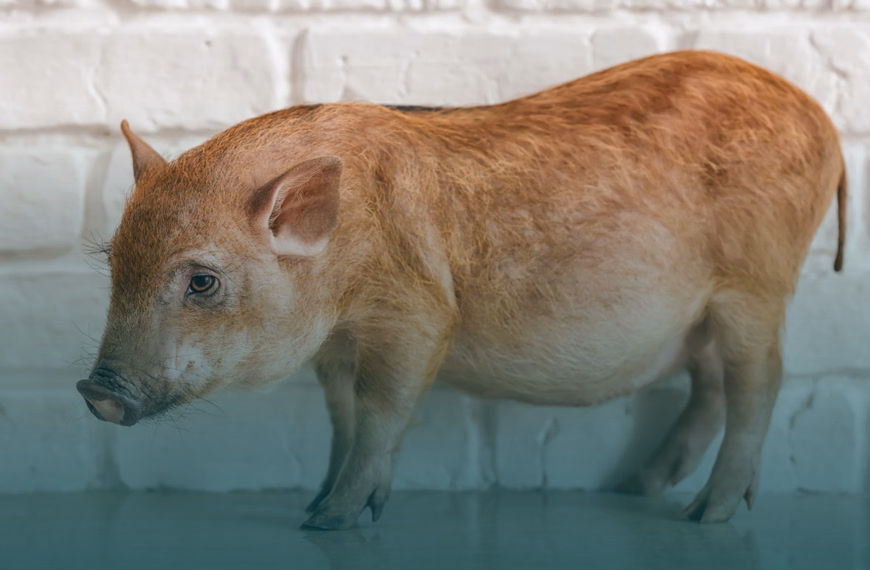 Schweinehaltung im vierten Stock verstößt gegen Tierschutzrecht