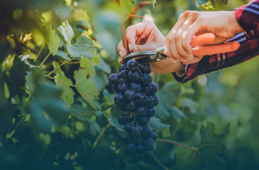 Weinernte 2026 bleibt unter dem Durchschnitt – Franken besonders betroffen